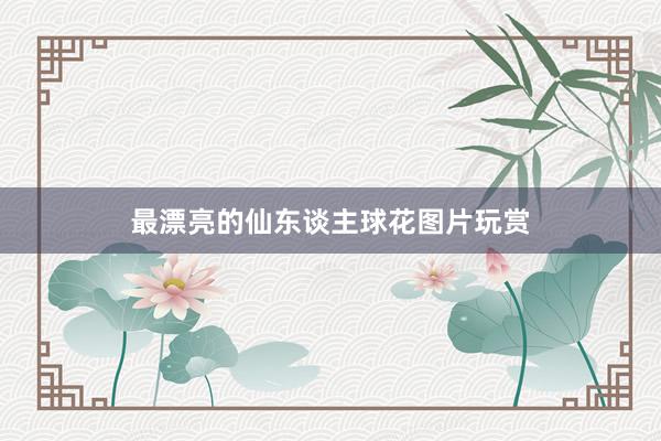 最漂亮的仙东谈主球花图片玩赏